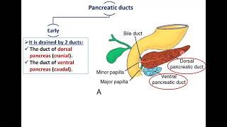 How the Body Works  The Pancreas [upl. by Leind]