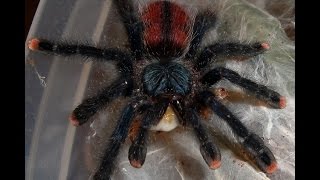 How to Make a Home for the Pink Toe Tarantula [upl. by Barmen]