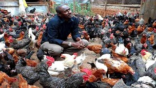 HOW TO START A FREE RANGE POULTRYCHICKEN FARM [upl. by Zined]