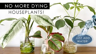 8 INDOOR PLANTS THAT CAN GROW IN WATER NO SOIL NEEDED [upl. by Tonkin683]