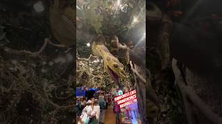 Rainforest Cafe Animatronics  Nashville TN [upl. by Curry]