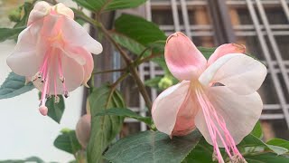 94Fuchsia flowers how to grow and care [upl. by Ahsocin]