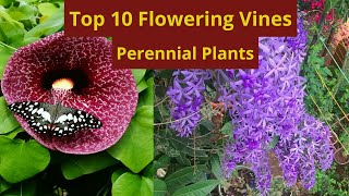 10 Best Permanent Flowering Vines🌷Top 10 Vine Flower Plants [upl. by Akihsat]