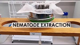 NEMATODE EXTRACTION BAERMANN FUNNEL METHOD [upl. by Juetta]