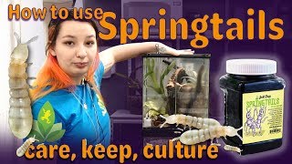 Springtails How to keep care and culture [upl. by Milissa]