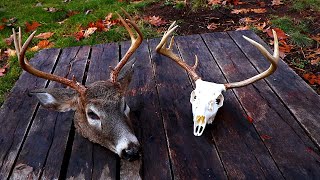 DIY European Mount for Deer WHITE Skull [upl. by Sylram]