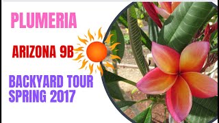 Plumeria tour of Arizona backyard  Spring 2017 [upl. by Prouty]