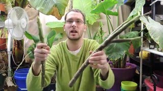 Planting Plumeria Cuttings  Frangipani [upl. by Ahsetel]