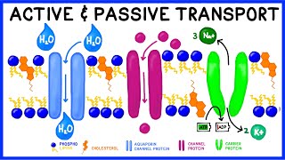 Active vs Passive Transport Compare and Contrast [upl. by Rimat]