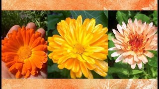 Calendula Health Benefits and Uses [upl. by Colet]