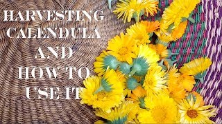 Harvesting Calendula PLUS 6 Ways on How to Use Calendula [upl. by Najib]