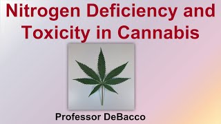 Nitrogen Deficiency and Toxicity in Cannabis [upl. by Martyn]