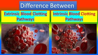 Difference between Extrinsic Blood Clotting Pathways and Intrinsic Blood Clotting Pathways [upl. by Gerrilee]