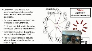 Centrioles Structure amp Function In Sindhi  First Year Biology  Chapter 4 The Cell [upl. by Jerold]