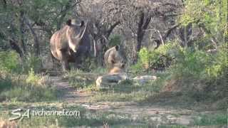 Rhino vs Lion Unexpected Wildlife Encounter [upl. by Lissa]