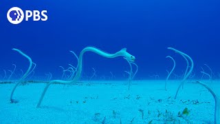 PeekABoo with Hawaiian Garden Eels [upl. by Mendoza]