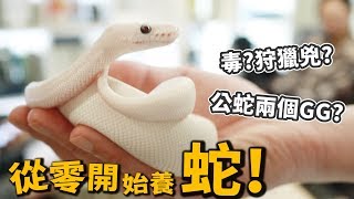 【從零開始養】蛇有毒狩獵兇公蛇有兩個GG四種寵物蛇飼養【許伯簡芝】Snake [upl. by Ahsilad]