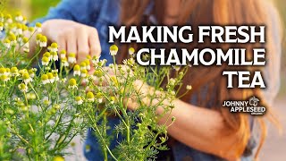 How to Make Fresh Chamomile Tea  Growing and Harvesting Chamomile for Tea [upl. by Froemming]