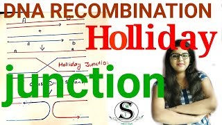 Holliday junction resolution  DNA Recombination  holliday junction in hindi [upl. by Aivull]