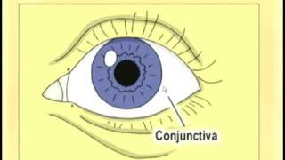 Ophthalmology Lecture  Eye Anatomy Part 1 [upl. by Eerok]