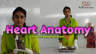 Heart anatomy in Bangla  Parts Blood supply Nerve supply  Viscera demonstration [upl. by Narruc]