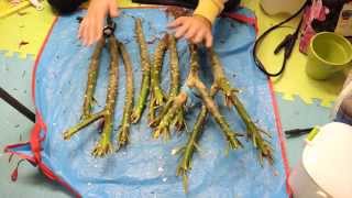 Overwintering Plumeria seedlings and Preparing cuttings [upl. by Zahavi280]