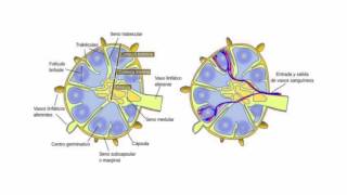 Ganglios linfáticos o linfonodos [upl. by Esirahs570]