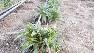 Starting Asiatic Lilies From Seed [upl. by Aloap]