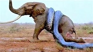 7 Animals That Can Kill an Elephant [upl. by Brandwein]