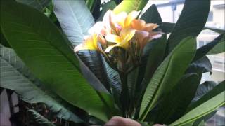 Growing Plumeria indoors [upl. by Matejka]