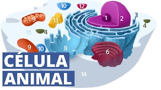 La CÉLULA ANIMAL explicada características fucionamiento y partes organelos🔬 [upl. by Nylloc]