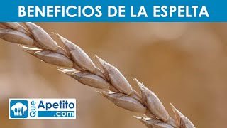 8 Propiedades y Beneficios de la ESPELTA 🌾✅  QueApetito [upl. by Canfield588]