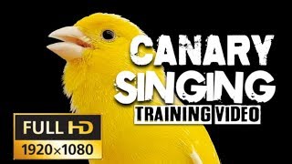 4K CANARY SINGING The Most Beautiful Canary video on youtube [upl. by Damiano]