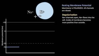 Depolarization vs Repolarization Action Potentials [upl. by Anirbus977]