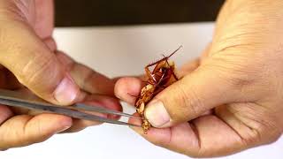 Cockroach Mouthparts Dessection  আরশোলার মুখোপাঙ্গ ব্যবচ্ছেদ   Biology Practical [upl. by Shushan950]