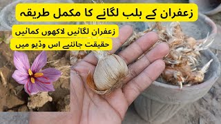 How To Grow Saffaron From Bulbs  Grow Zafran In Pot  Grow In Pot [upl. by O'Reilly120]