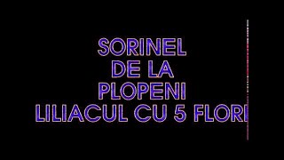 SORINEL DE LA PLOPENI LILIACUL CU 5 FLORII [upl. by Yllim382]