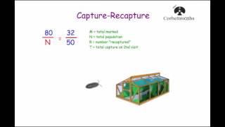 Capture Recapture  Corbettmaths [upl. by Fawcett33]