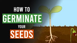 How to Germinate your Cannabis Seeds [upl. by Evars956]