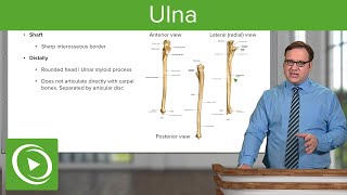 Ulna Function amp Position – Anatomy  Lecturio [upl. by Nerta]