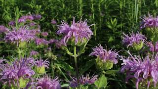 Wild Bergamot Plant Profile [upl. by Aibsel]