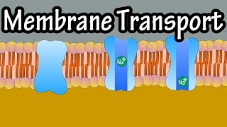 Cell Membrane Transport  Transport Across A Membrane  How Do Things Move Across A Cell Membrane [upl. by Ahsinik358]