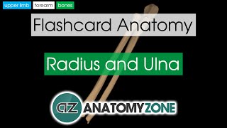 Radius and Ulna  Flashcard Anatomy [upl. by Thordia]