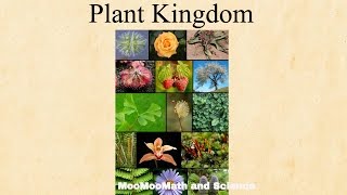 Which kingdom do plants belong [upl. by Eugenides]