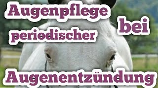 Augenpflege und Behandlung Das BLINDE Pferd [upl. by Eittod]