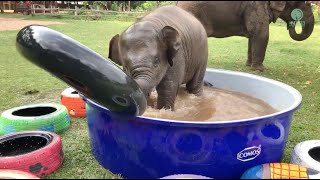 Baby Elephants Cute Moments [upl. by Milo653]