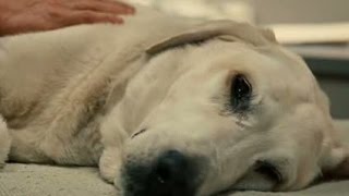 Marley and Me Dog Dies Scene [upl. by Cirenoj]