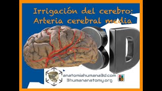 Irrigación cerebral Arteria cerebral media fácil 😎 [upl. by Foote812]