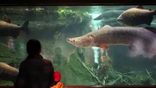 ZooVets Arapaima Procedure [upl. by Frentz]