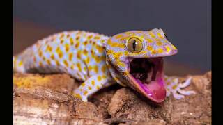 Gecko Sound  Gecko effect  Pictures of Geckos [upl. by Nikola]